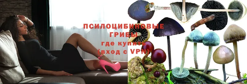 Псилоцибиновые грибы Cubensis  shop состав  Бутурлиновка 